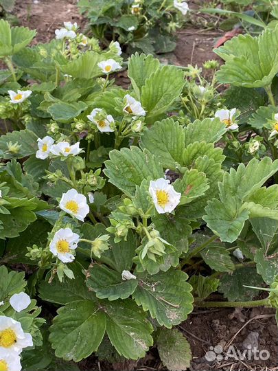 Рассада клубники (Кокинская), Ремонтантная