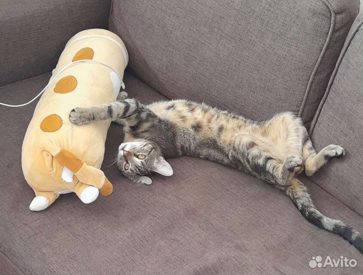 Кот в добрые руки