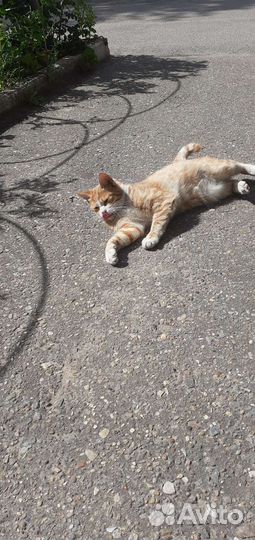 Котик в добрые руки