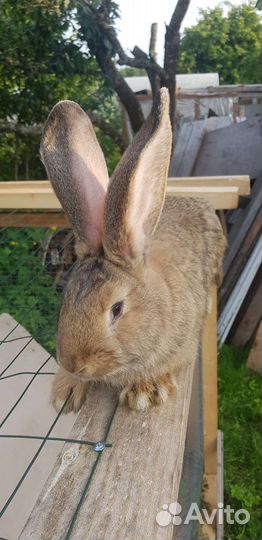 Кролики фландр на племя