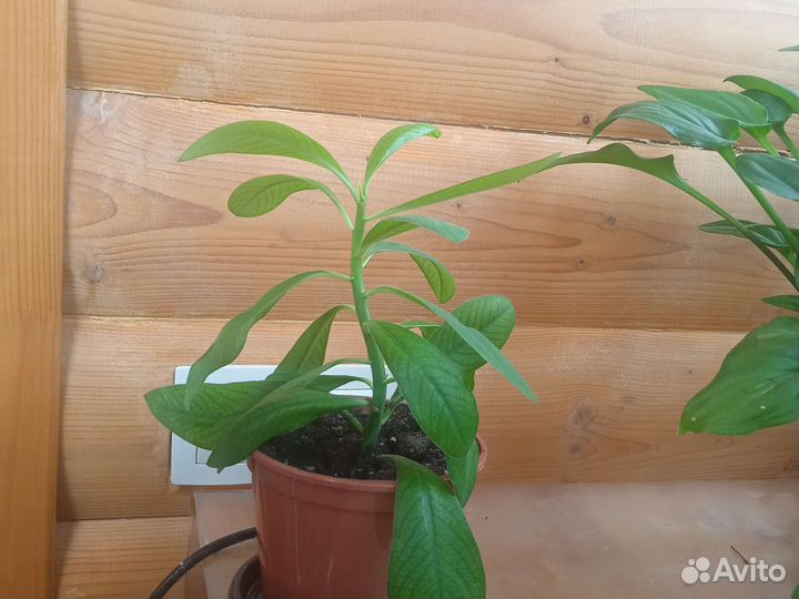 Комнатный цветок