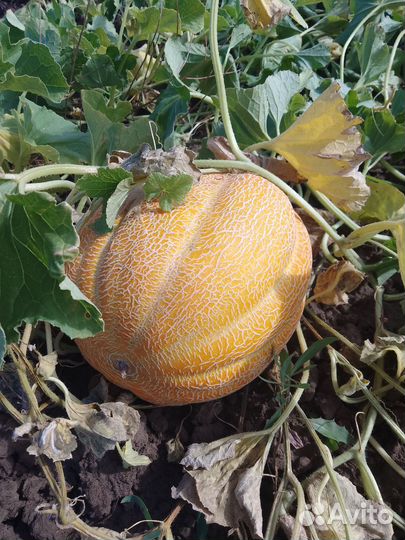 Семена дыни Эфиопки