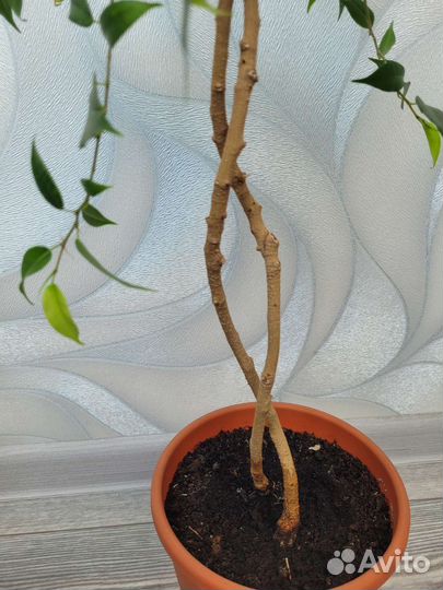 Фикус бенджамина