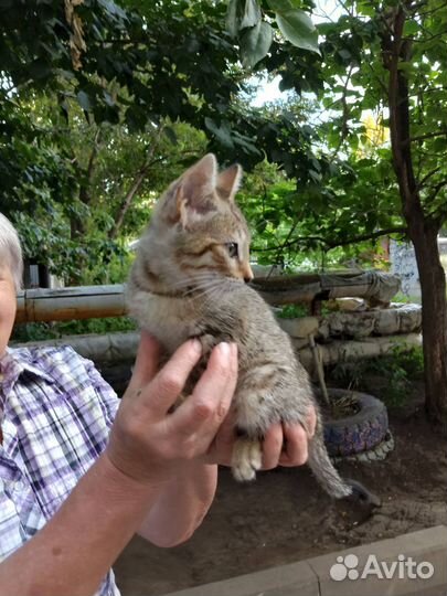 Котенок в добрые руки