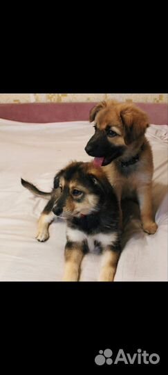 Улыбака Берта 2 месяца