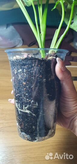 Монстера манки маск