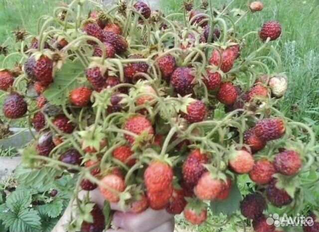 Рассада малины, ежевика и др