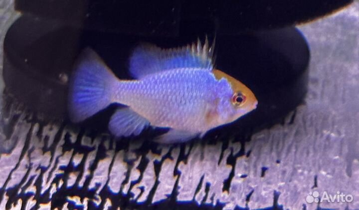 Апистограмма Рамиреса, электрик блю