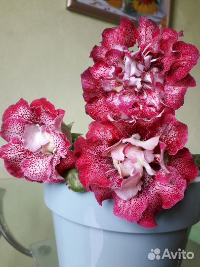 Глоксиния-крупные детки