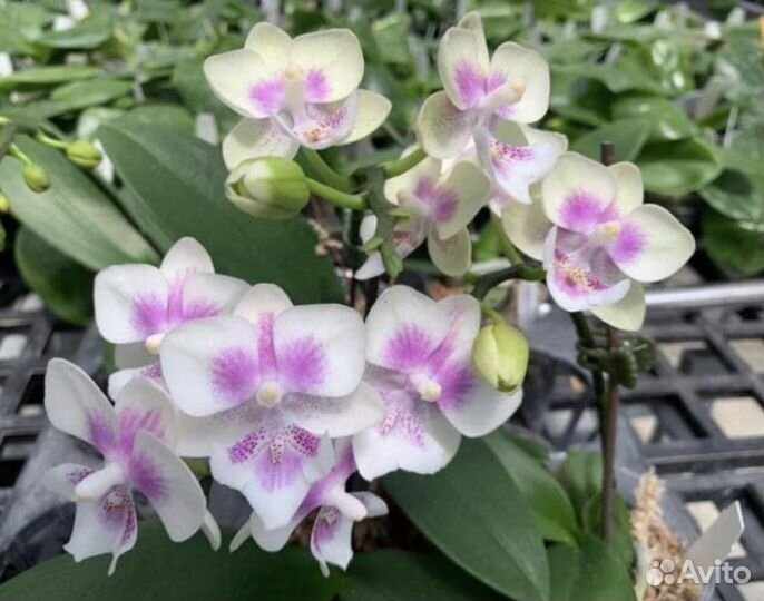 Орхидея spring dancer