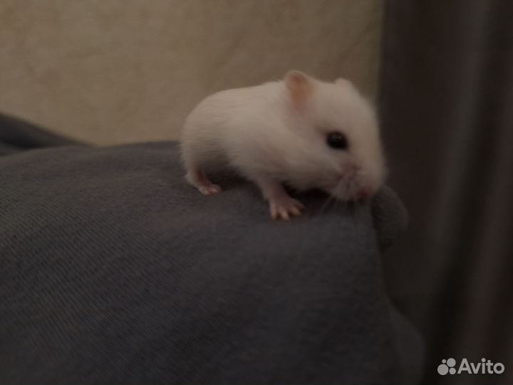 Хомяк, джунгарский, белый, мальчик, молодой
