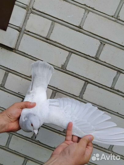 Голуби спортивные серебрянные