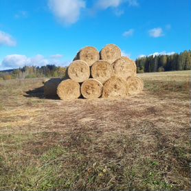 Солома в тюках пшеничная