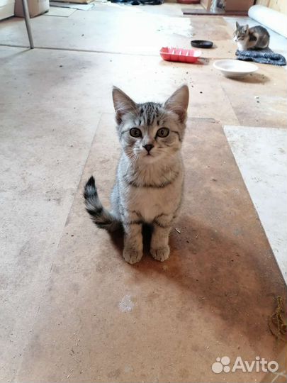 Отдам бесплатно котят