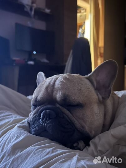 Вязка французкого бульдога