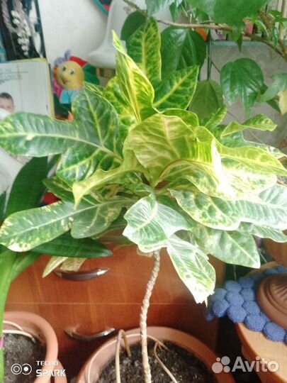 Домашние цветы