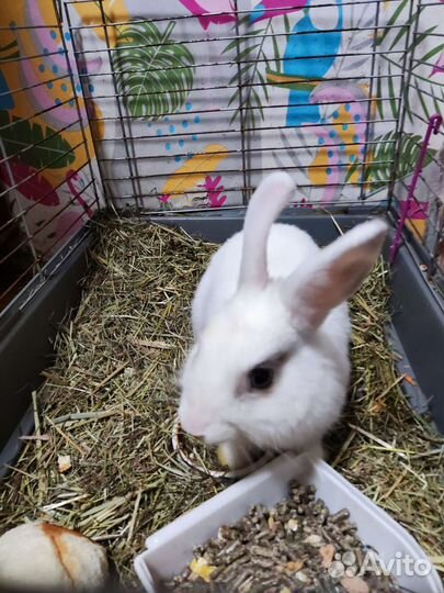Кролик карликовый
