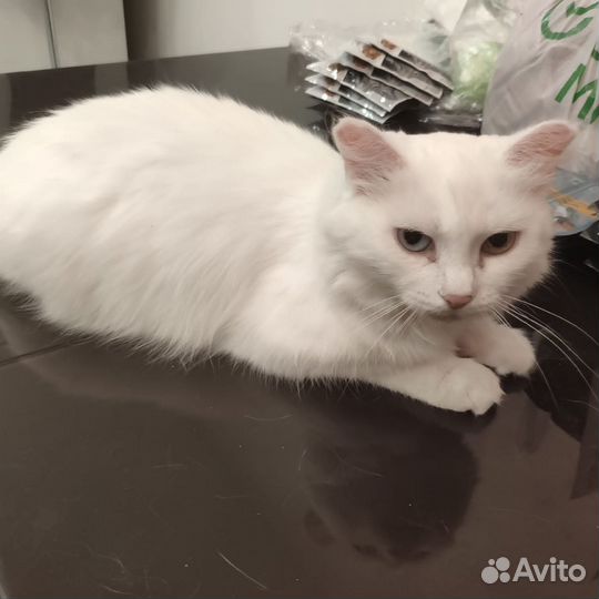 Кошка и котенок