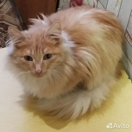 Отдам кота в хорошие руки