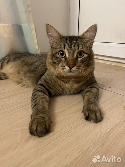 Кот на вязку