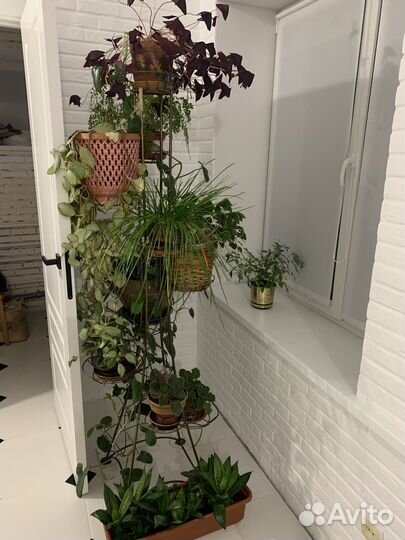 Комнатные цветы