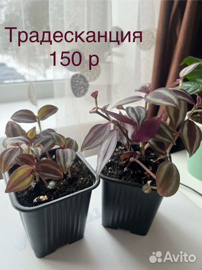 Традесканция зебрина