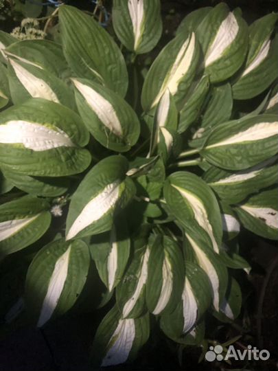 Хосты, садовые растения, цветы