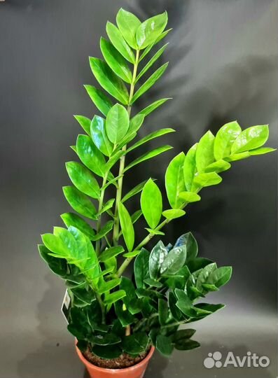 Замиакулькас