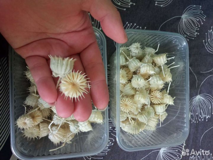 Канатник Теофраста коробочки сухоцвет