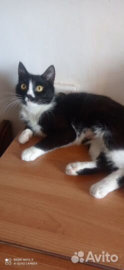 Ливана ждёт дом