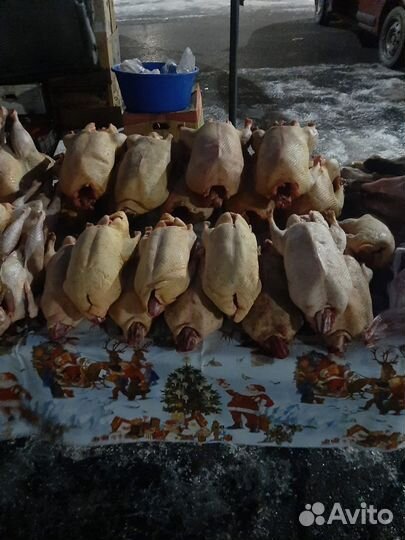 Мясо домашней птицы