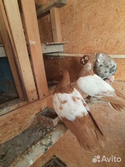 Голуби продажа