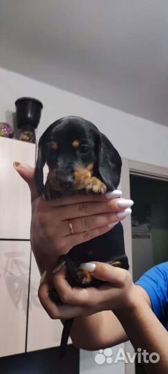 Щенки таксы