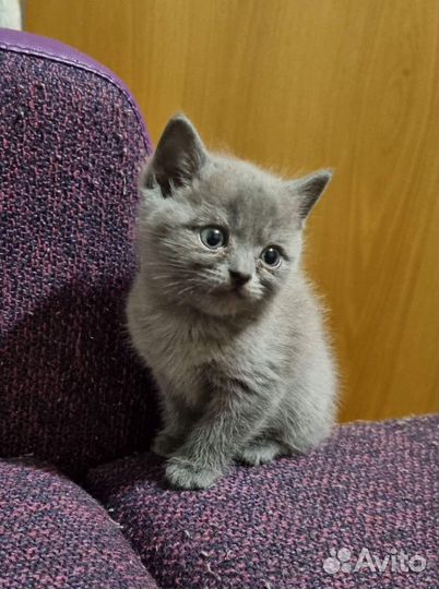Британские котята