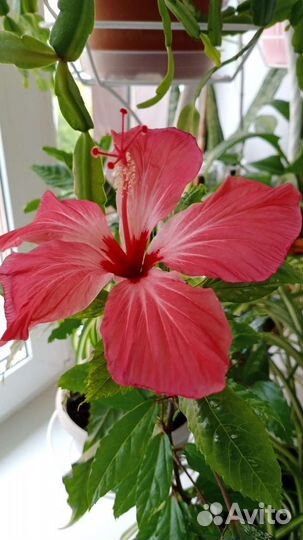 Гибискус китайская роза