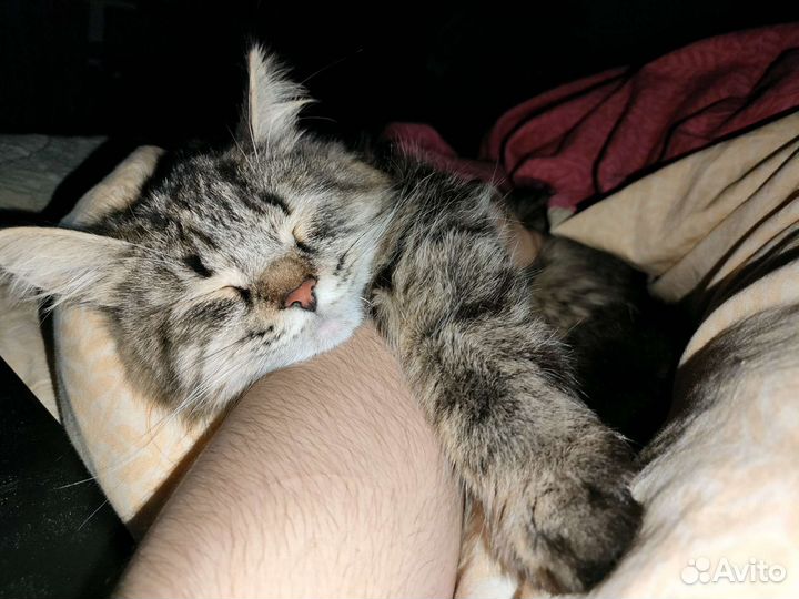 Кошки в добрые руки бесплатно