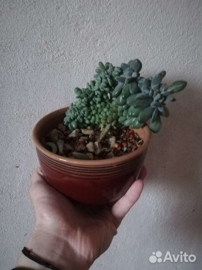 Эхеверия кристатная