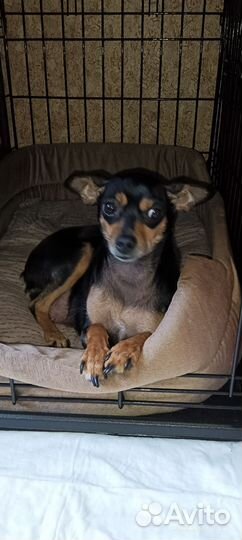 Щенок той терьер