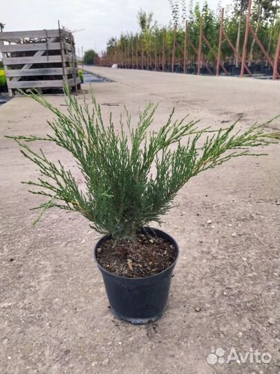 Саженцы в ассортимент,дуб,клен,платан,можжевельник