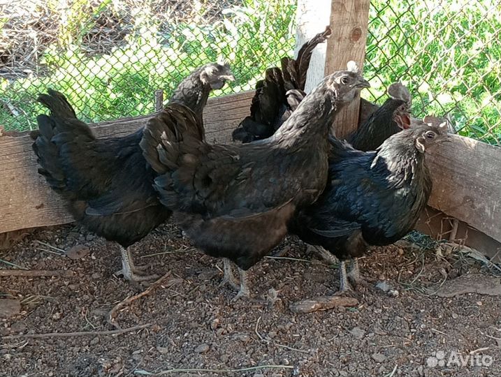 Инкубационное яйцо ухейилюй