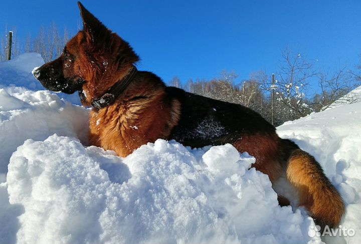 Немецкая овчарка вязка (кобель)