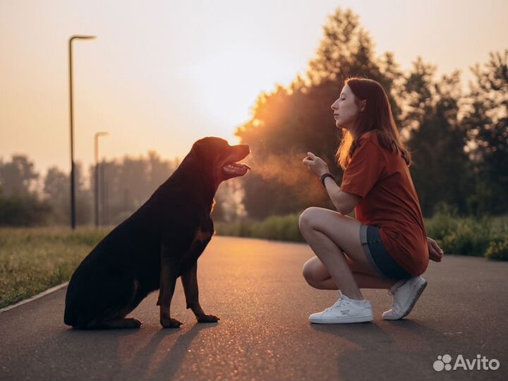 Кинолог, дрессировка собак