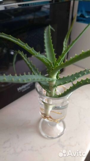 Алоэ столетник