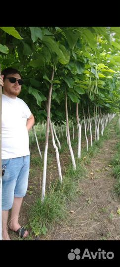 Катальпа липа клён ясень рябина