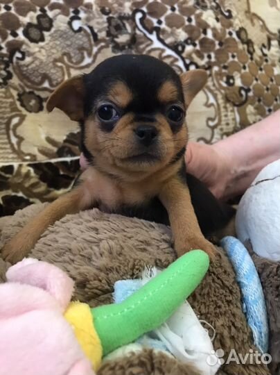 Продам щенков Чихуахуа