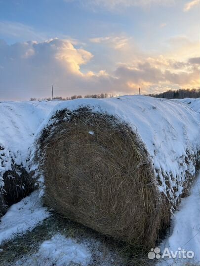 Продам сено в рулонах 1200