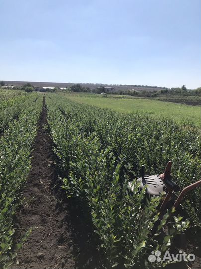 Кизильник блестящий