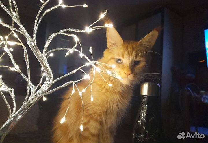 Кот в добрые руки
