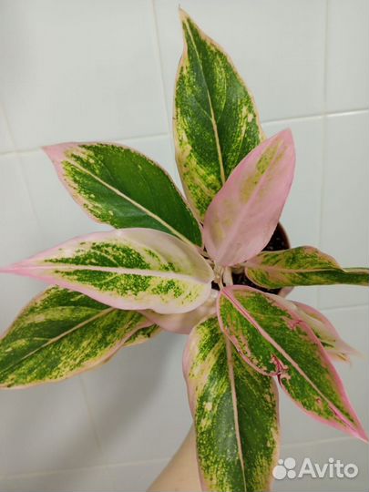 Аглаонема пинк aurora