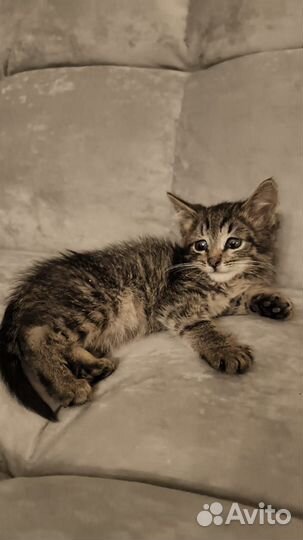 Котенок в добрые руки